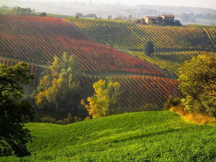 Cantina Settecani Lambrusco